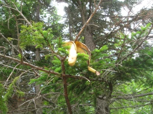 Clearly someone missed the message. Banana peels in trees do not meet LNT standards. (c) Hannah Kreitzer