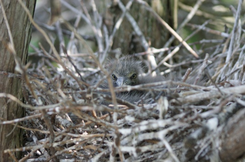 Black-crowned Night Heron chick. (Sarah Island, 05.16.2013, CLT)