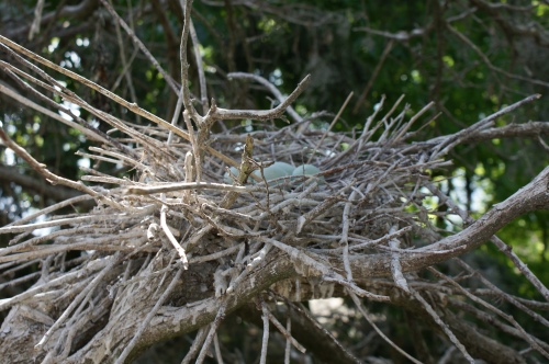 Black-crowned Night Heron nest. (Sarah Island, 05.16.2013, CLT)