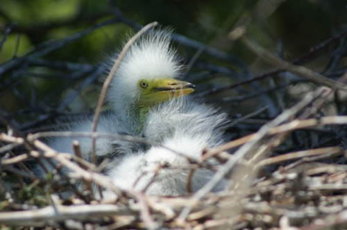 Great Egret chick. (Sarah Island, 05.16.2013, CLT)
